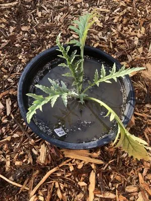 Kosher Eric Fertilizer Logo