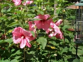 Custom lawn mowing service for outdoor upgrades in Ellington, CT by Kosilla Landscaping Services