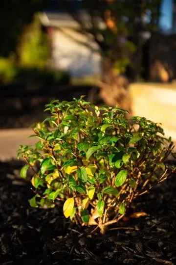 Trusted landscape design for homes in Canton, OH by Koske Outdoor Design