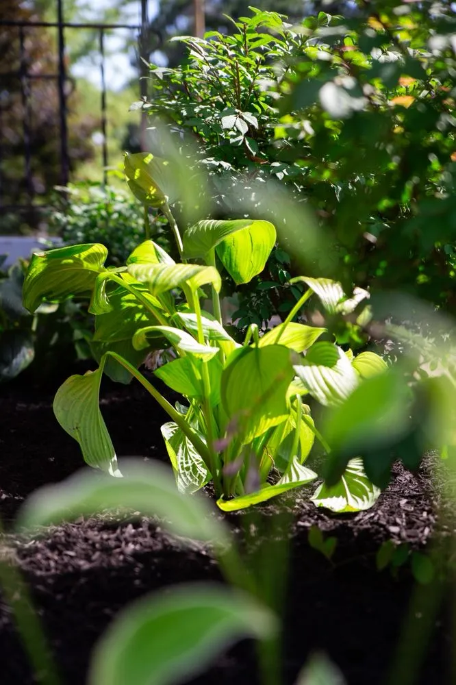 Trusted lawn care service for year-round maintenance across Canton, OH - Koske Outdoor Design