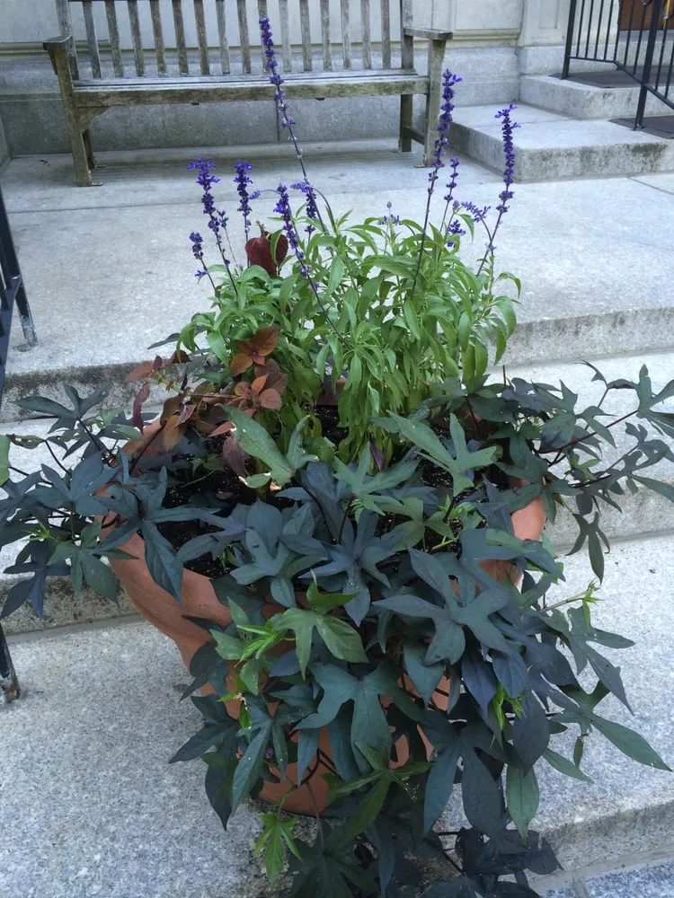 Trusted yard maintenance in Cambridge, MA - Kosko Landscaping