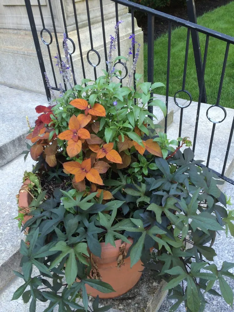 Local landscape installation in Cambridge, MA - Kosko Landscaping