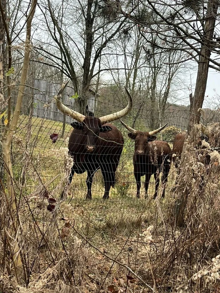 Custom landscape design for outdoor upgrades across Alburtis, PA - Kospia Farms