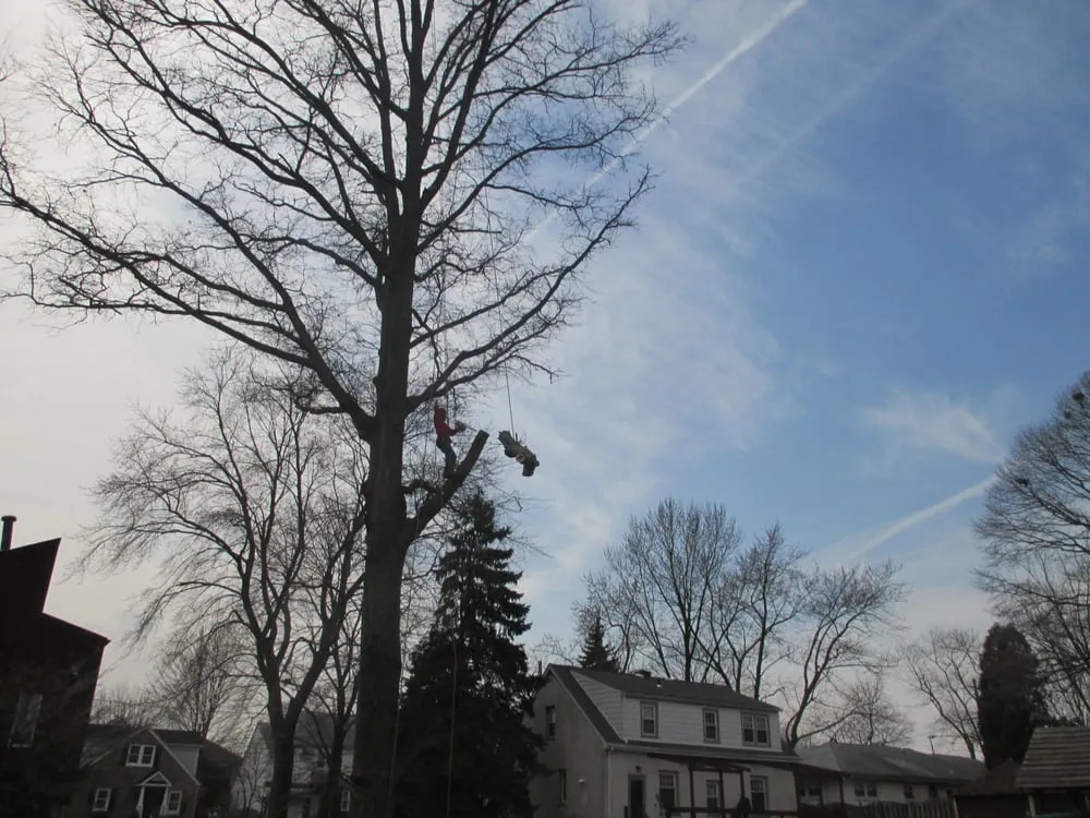 Reliable lawn care service in Plymouth Meeting, PA by Koszowski Landscaping