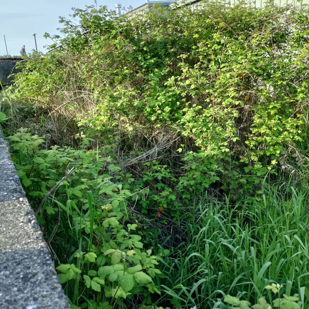 Local lawn mowing service with custom design across Mount Pleasant, TX - Kountry Kuts Landscaping