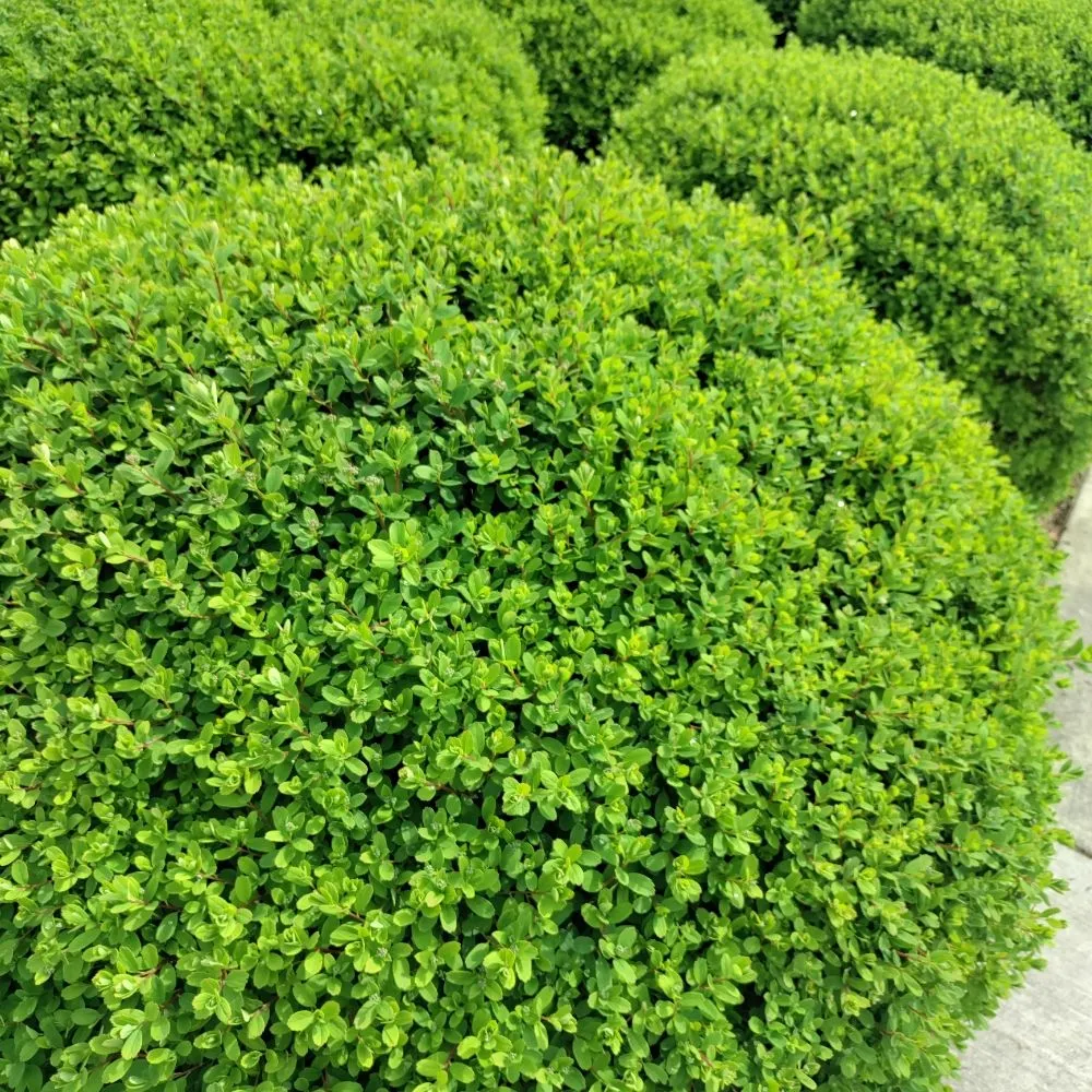 Professional landscaping services in Mount Pleasant, TX by Kountry Kuts Landscaping