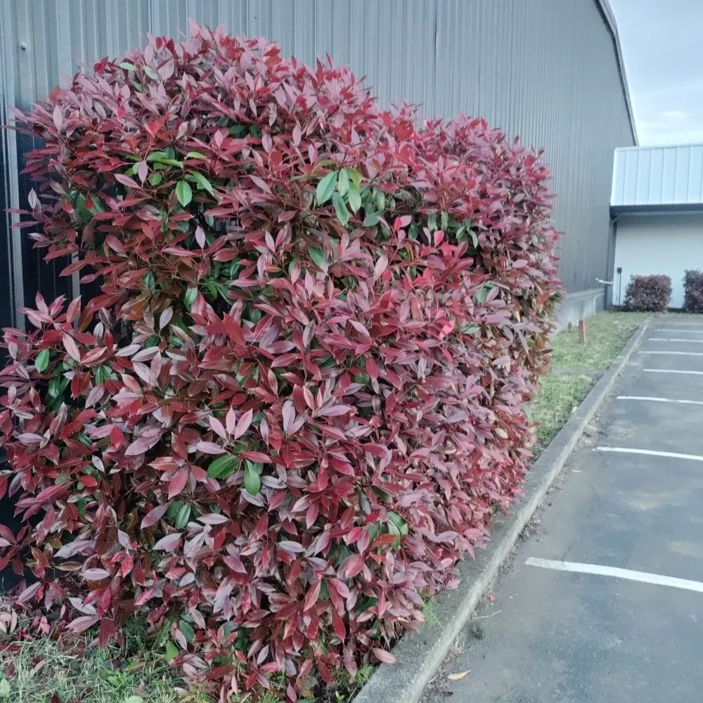 Professional outdoor landscaping in Mount Pleasant, TX - Kountry Kuts Landscaping