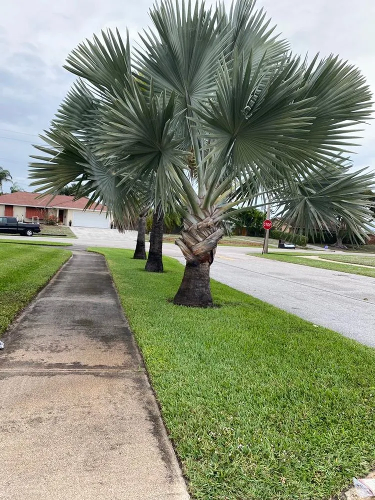 Affordable lawn mowing service for outdoor upgrades in West Palm Beach, FL by Koyo-13 Cutting Tree & Best Landscaping