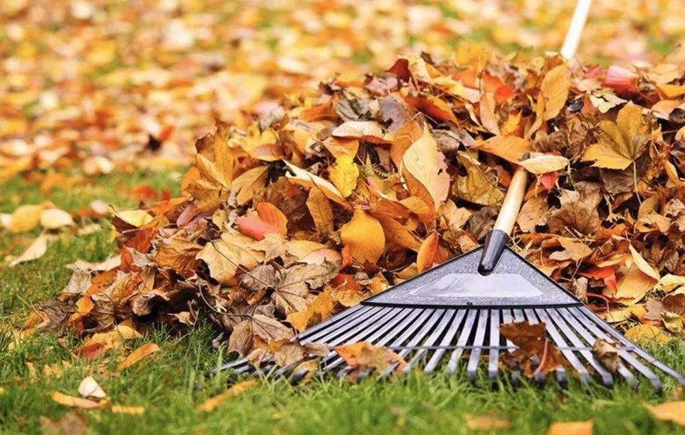 Professional lawn care service for beautiful yards in St Louis, MO by Kozeny's Lawn Service