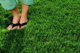 Kozlowski Lawn Care & Landscaping Logo