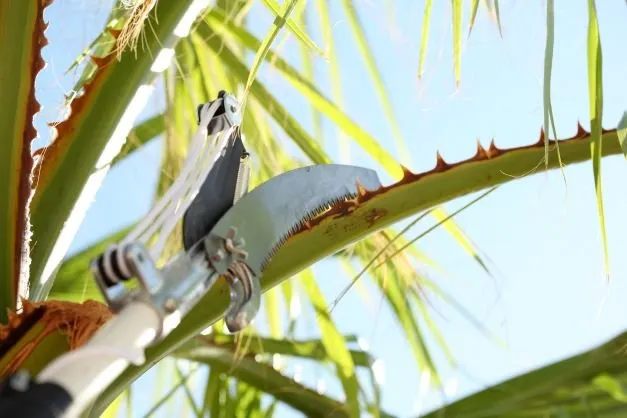 Professional yard maintenance in Kissimmee, FL by KPM Landscaping