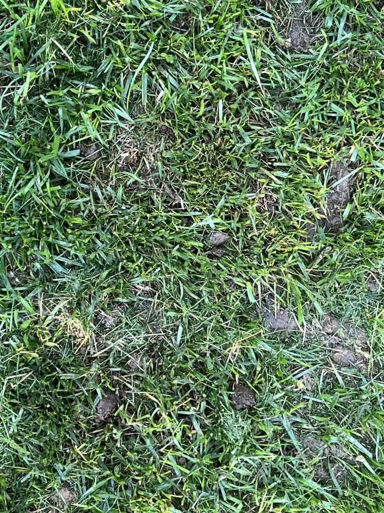 Custom landscaping services for homes in Greeley, CO by KP's Aeration Service