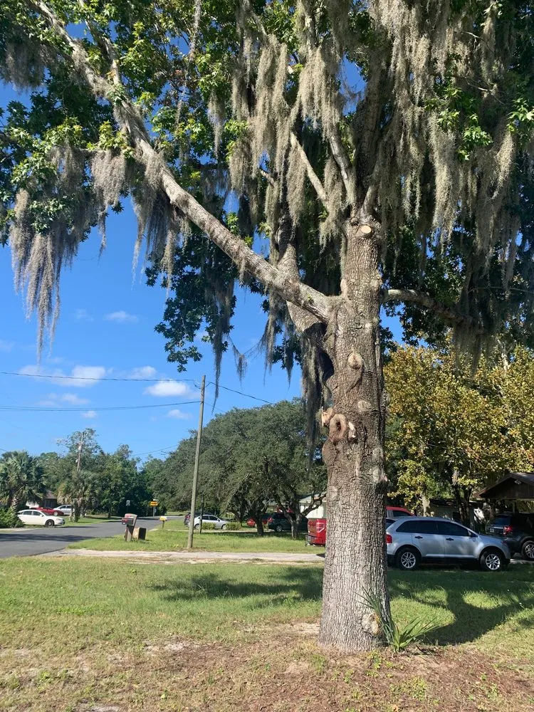 Custom lawn care service experts serving Leesburg, FL - KRB Discount Tree & Trim Service