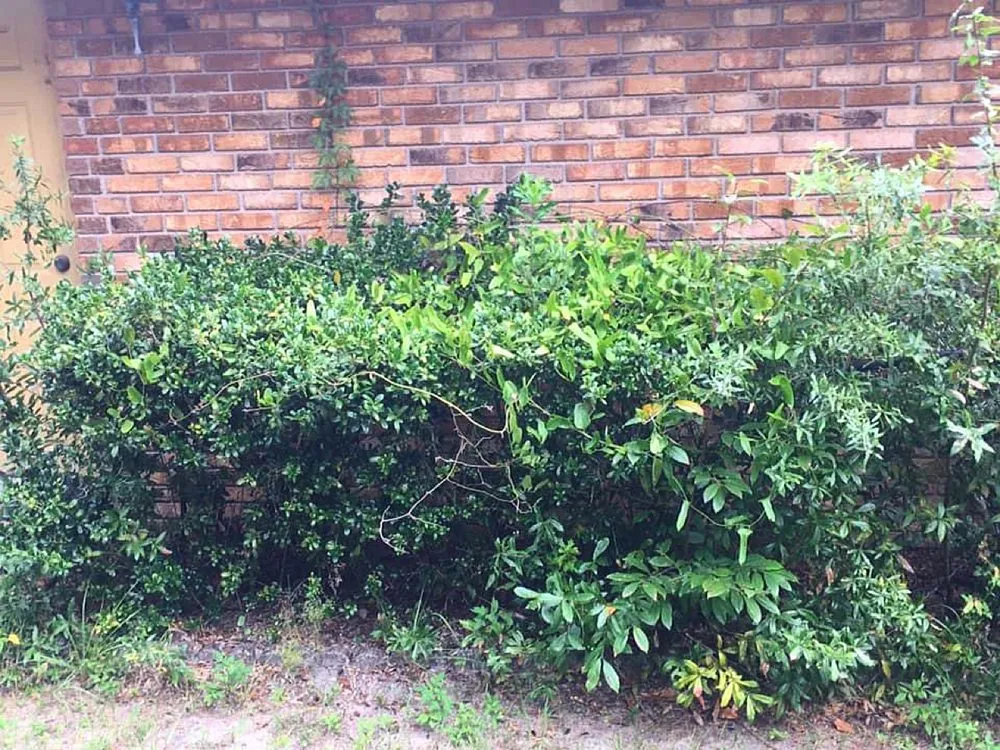 Custom outdoor landscaping near you in Leesburg, FL by KRB Discount Tree & Trim Service