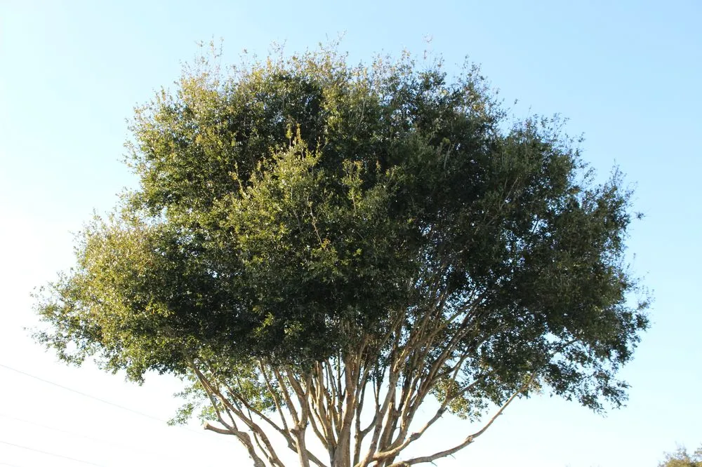 Trusted landscaping services for residential properties in Leesburg, FL by KRB Discount Tree & Trim Service