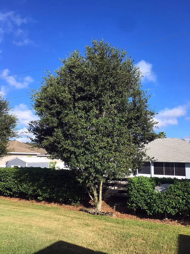 Trusted outdoor landscaping for residential properties across Leesburg, FL - KRB Discount Tree & Trim Service