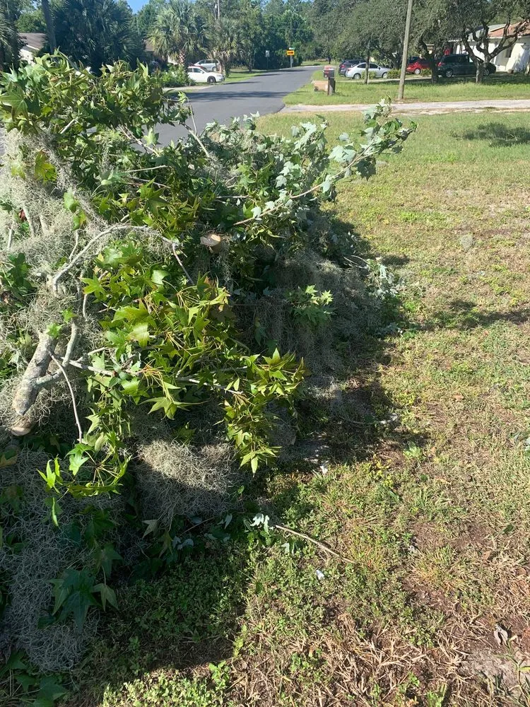 Professional lawn care service for homes across Leesburg, FL - KRB Discount Tree & Trim Service