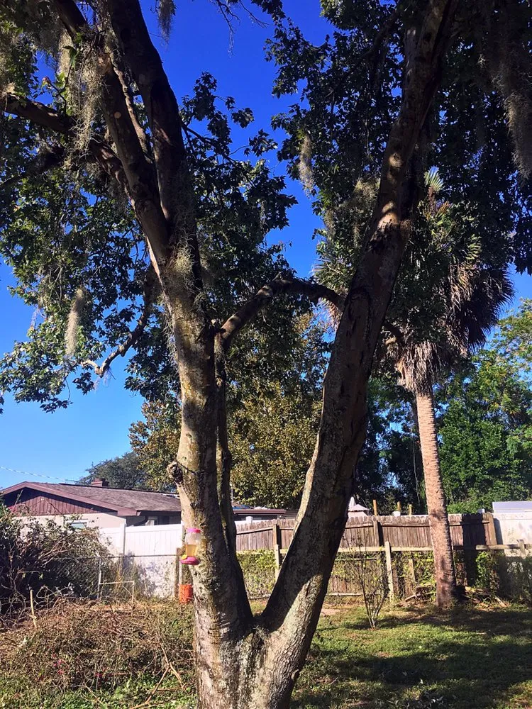 Professional garden landscaping for year-round maintenance in Leesburg, FL by KRB Discount Tree & Trim Service