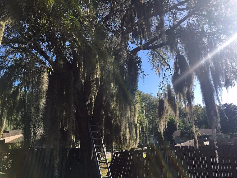 Local residential landscaping with custom design in Leesburg, FL by KRB Discount Tree & Trim Service