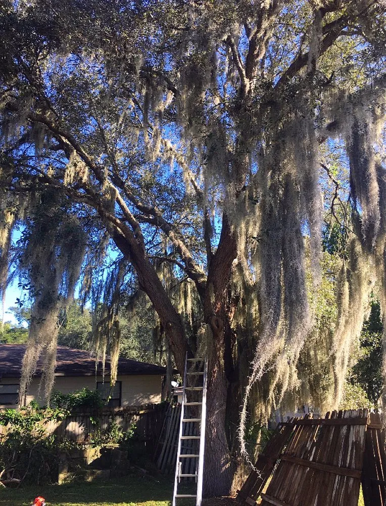 Affordable residential landscaping near you across Leesburg, FL - KRB Discount Tree & Trim Service