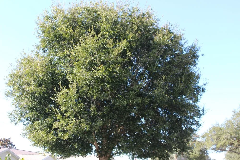 Custom landscape design for year-round maintenance in Leesburg, FL by KRB Discount Tree & Trim Service