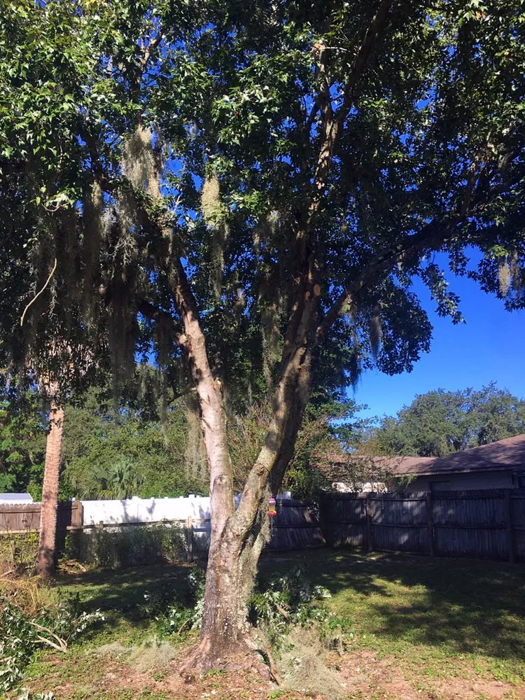 Local yard maintenance in Leesburg, FL - KRB Discount Tree & Trim Service