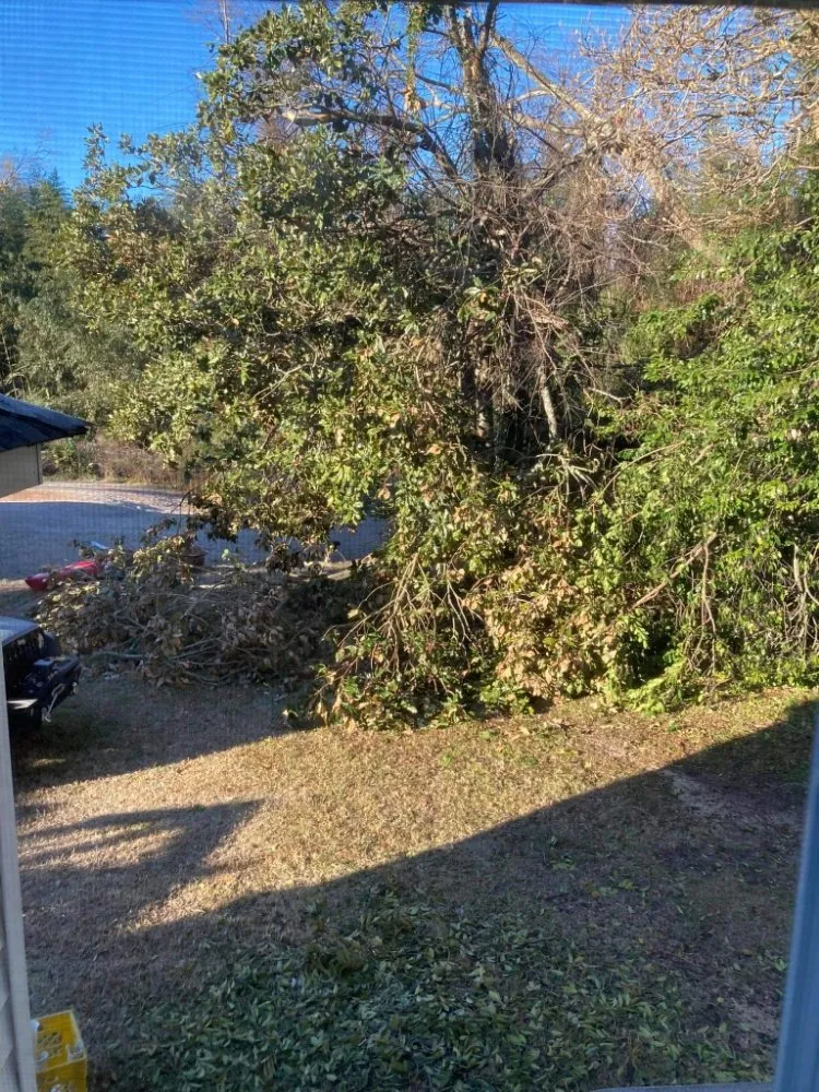 Local yard cleanup service experts serving Bethune, SC - Kriegers Landwork