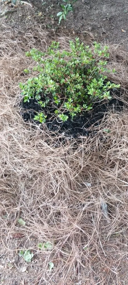 Custom lawn mowing service near you in Pottstown, PA by Kristian Seville's Premium