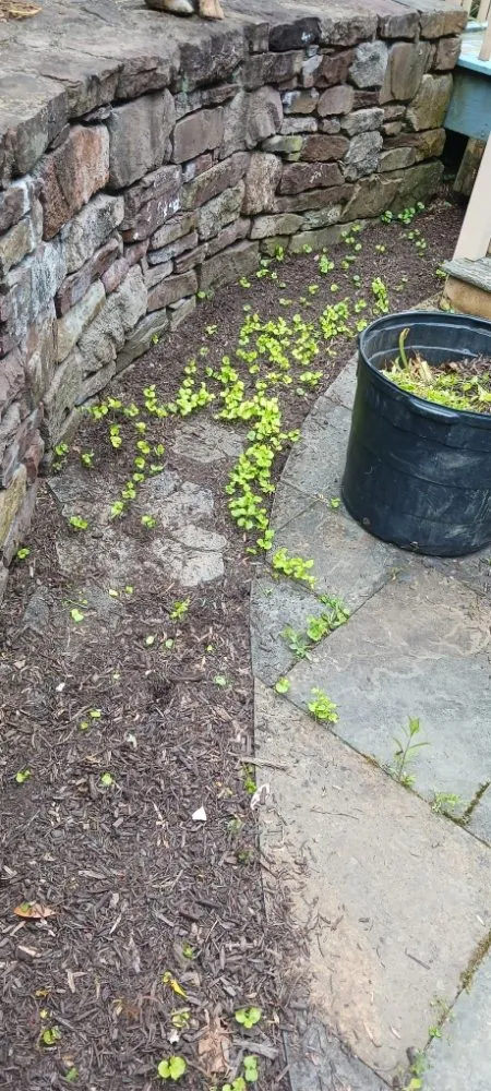 Top-rated residential landscaping in Pottstown, PA by Kristian Seville's Premium