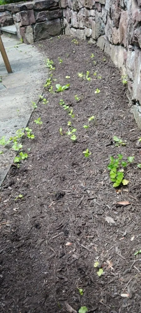 Local outdoor landscaping for year-round maintenance across Pottstown, PA - Kristian Seville's Premium