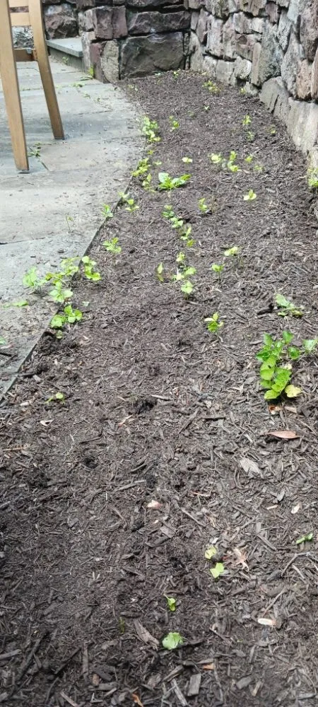 Custom outdoor landscaping for year-round maintenance across Pottstown, PA - Kristian Seville's Premium