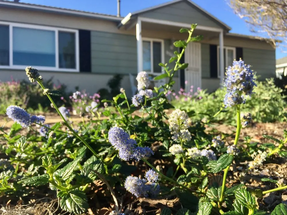 Affordable yard maintenance in Sun Valley, CA - KRM Garden Management