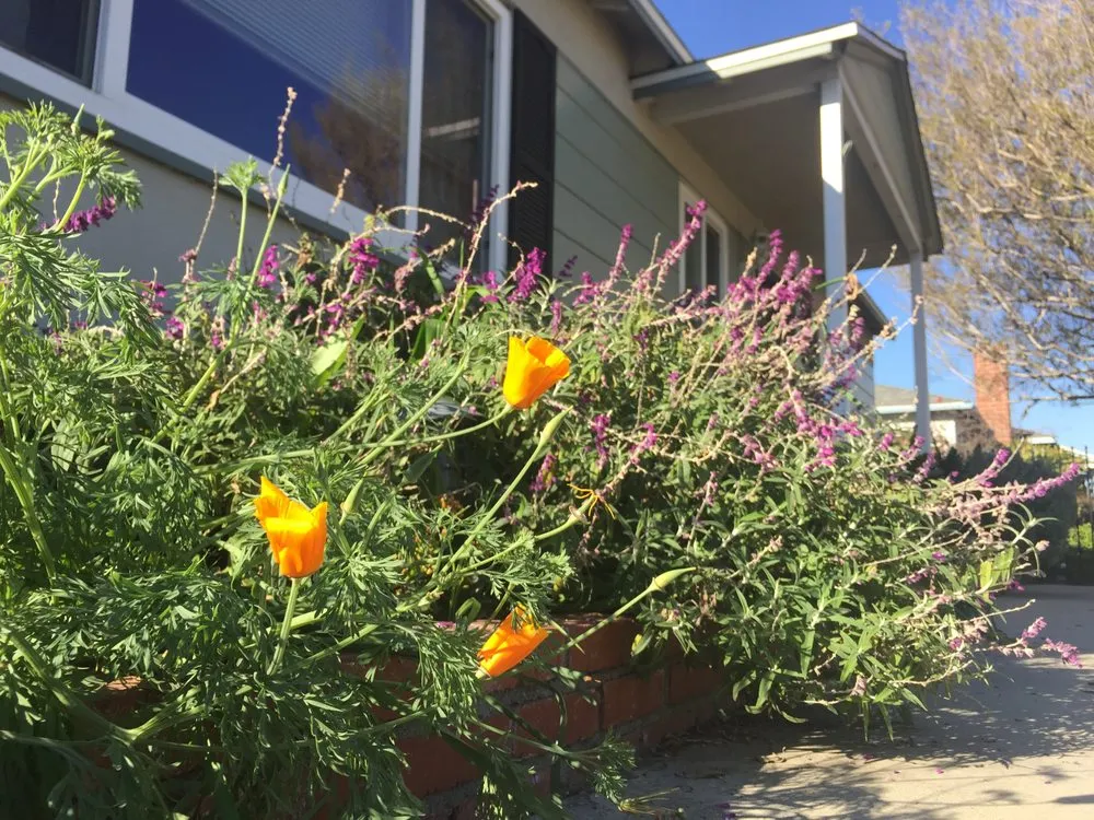 Custom landscaping services for residential properties in Sun Valley, CA by KRM Garden Management