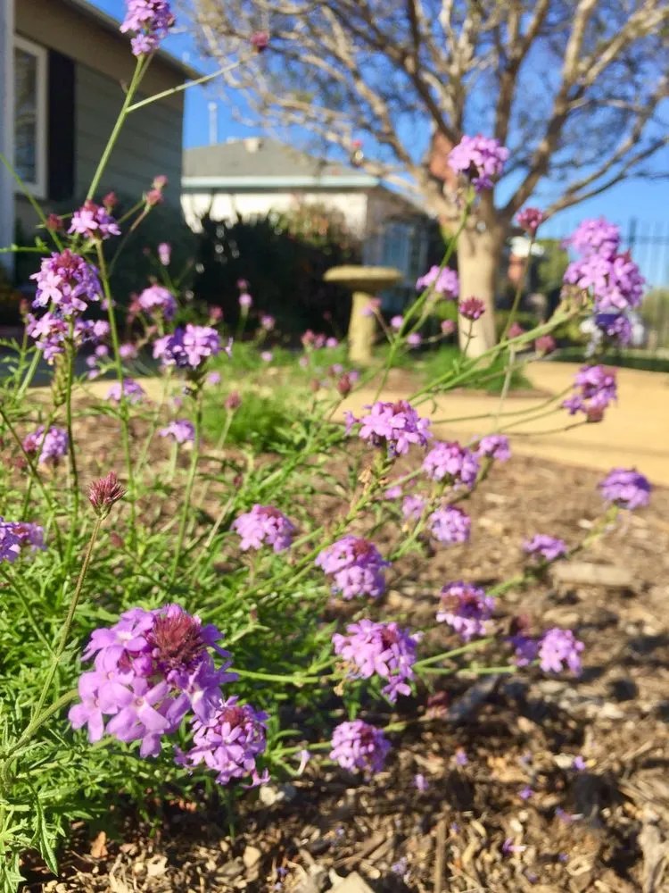 Reliable lawn care service for homes in Sun Valley, CA by KRM Garden Management