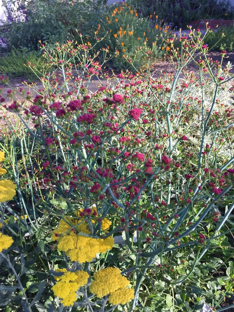 Local yard maintenance with custom design in Sun Valley, CA by KRM Garden Management