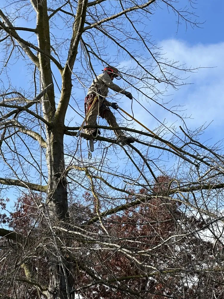 Affordable yard cleanup service in Sacramento, CA - Kronos Tree Care