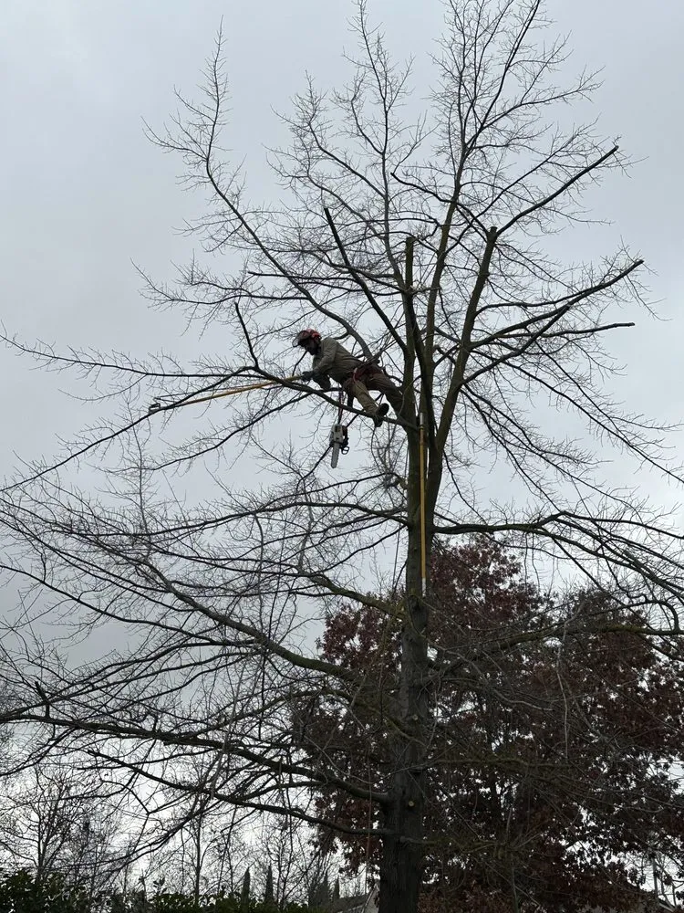 Affordable landscape design in Sacramento, CA by Kronos Tree Care