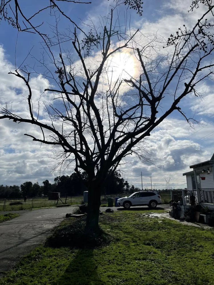 Reliable yard maintenance with custom design in Sacramento, CA by Kronos Tree Care