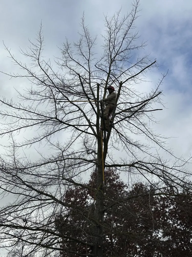 Local landscape installation in Sacramento, CA by Kronos Tree Care