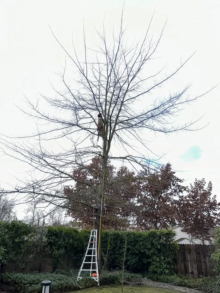 Professional garden landscaping in Sacramento, CA - Kronos Tree Care