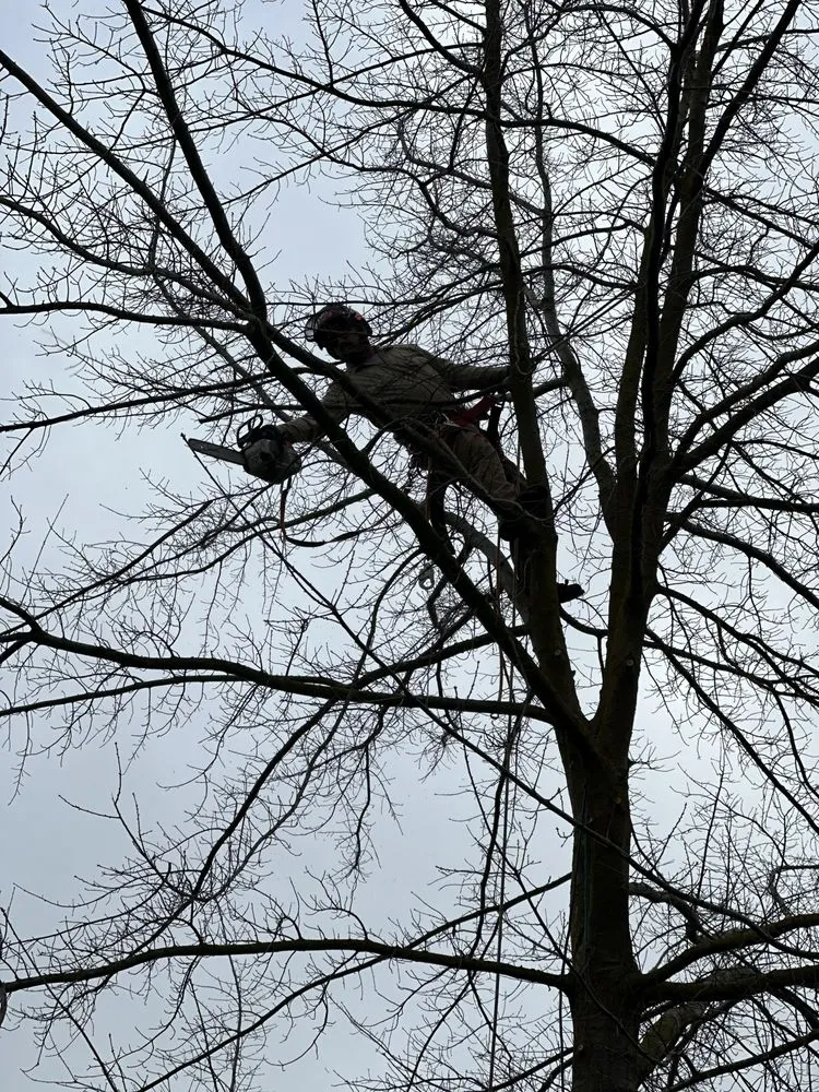 Custom residential landscaping in Sacramento, CA - Kronos Tree Care