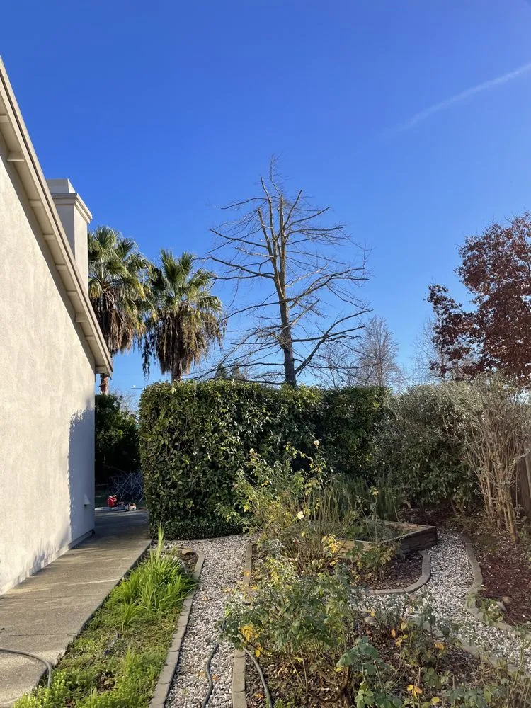 Top-rated yard cleanup service experts serving Sacramento, CA - Kronos Tree Care