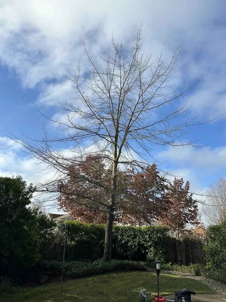 Top-rated garden landscaping for beautiful yards across Sacramento, CA - Kronos Tree Care