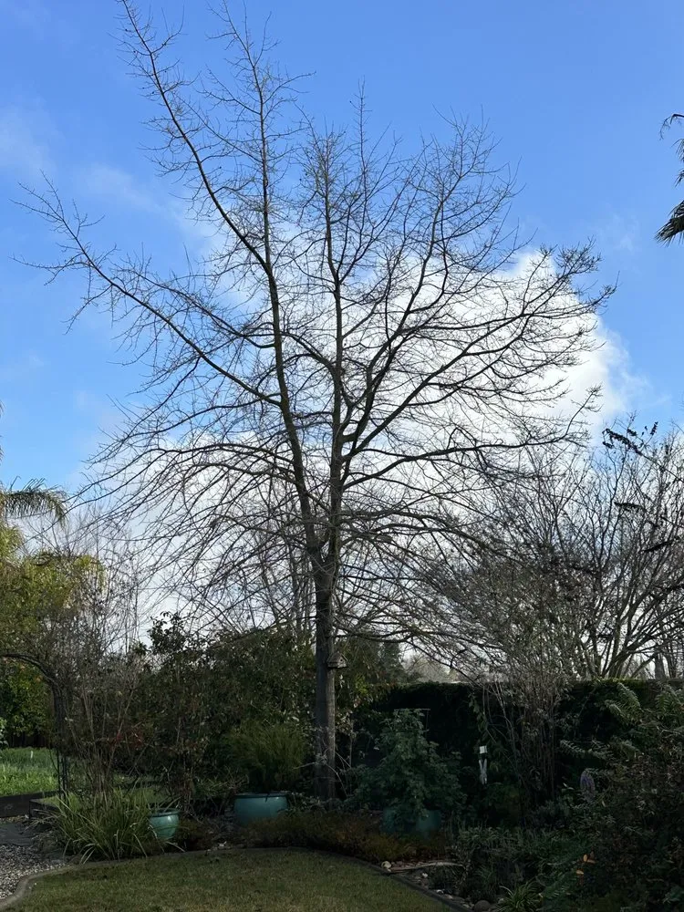 Custom outdoor landscaping experts serving Sacramento, CA - Kronos Tree Care