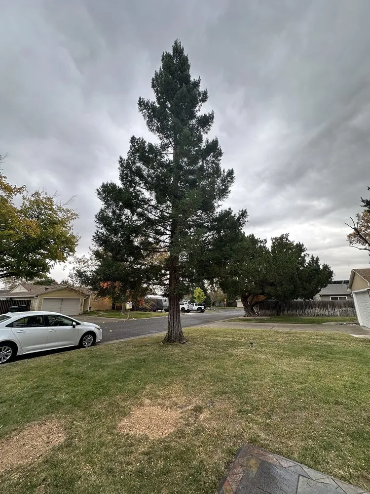 Affordable landscape design in Sacramento, CA by Kronos Tree Care