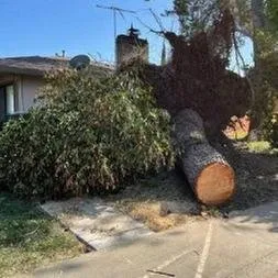 Affordable yard cleanup service in Sacramento, CA - Kronos Tree Care