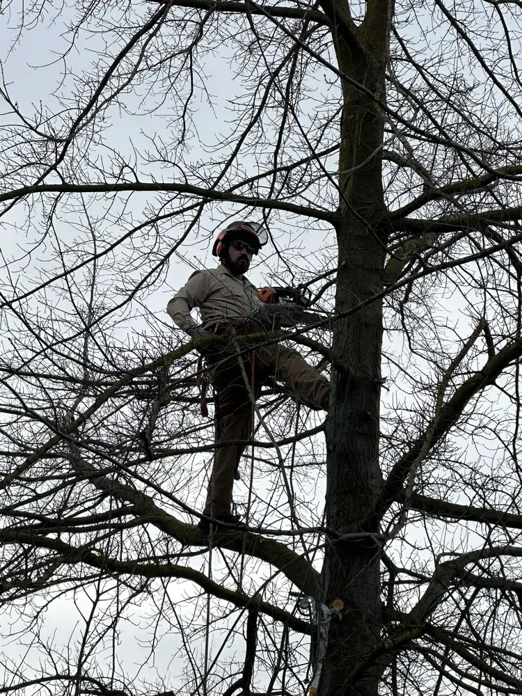 Reliable outdoor landscaping for year-round maintenance across Sacramento, CA - Kronos Tree Care