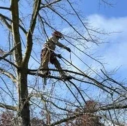 Custom yard maintenance in Sacramento, CA by Kronos Tree Care