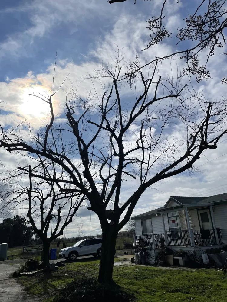 Local residential landscaping experts serving Sacramento, CA - Kronos Tree Care