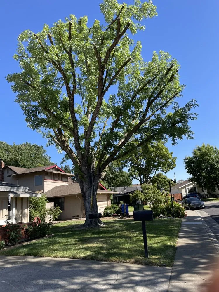 Affordable residential landscaping for residential properties across Sacramento, CA - Kronos Tree Care